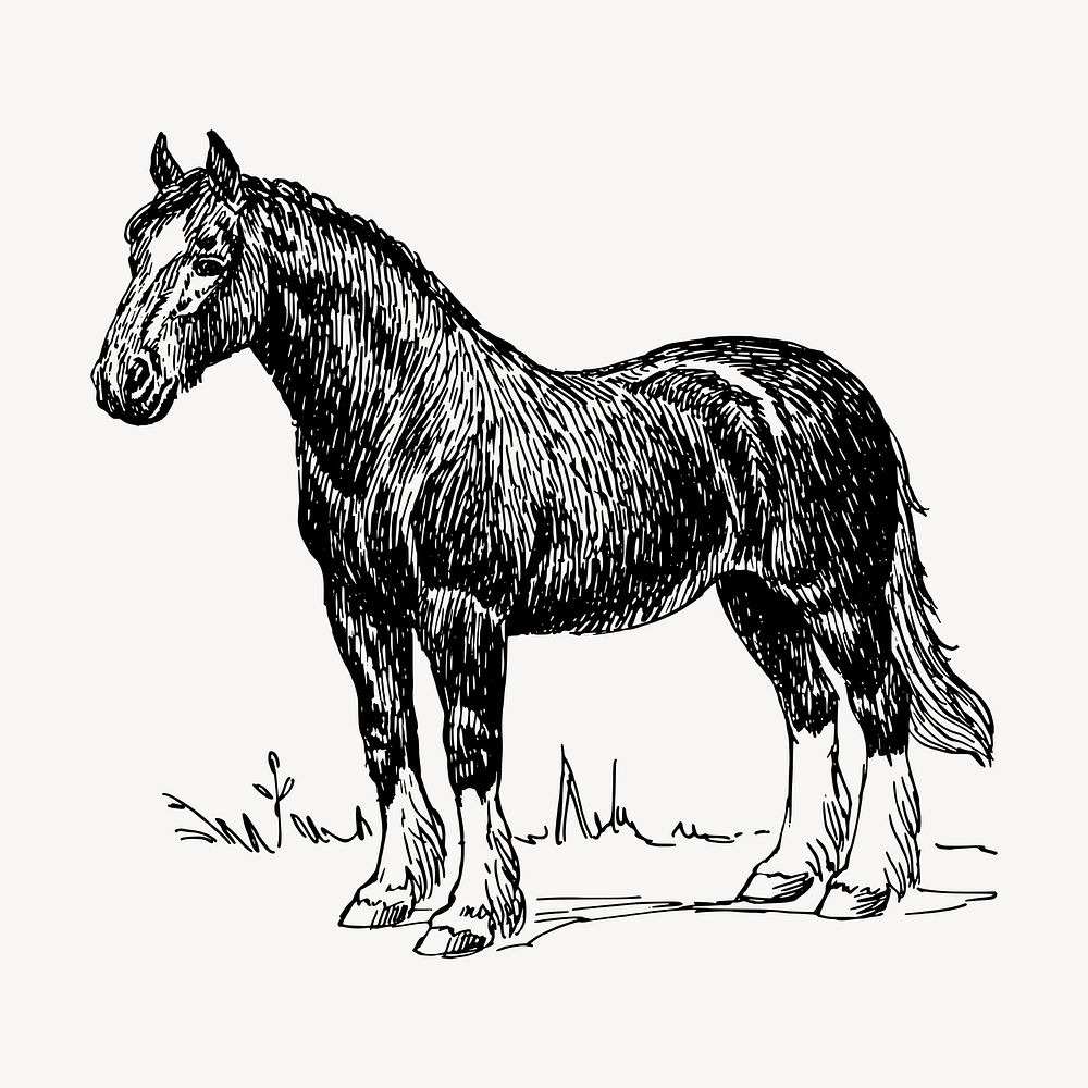 Horse, vintage animal clipart vector. Free public domain CC0 graphic