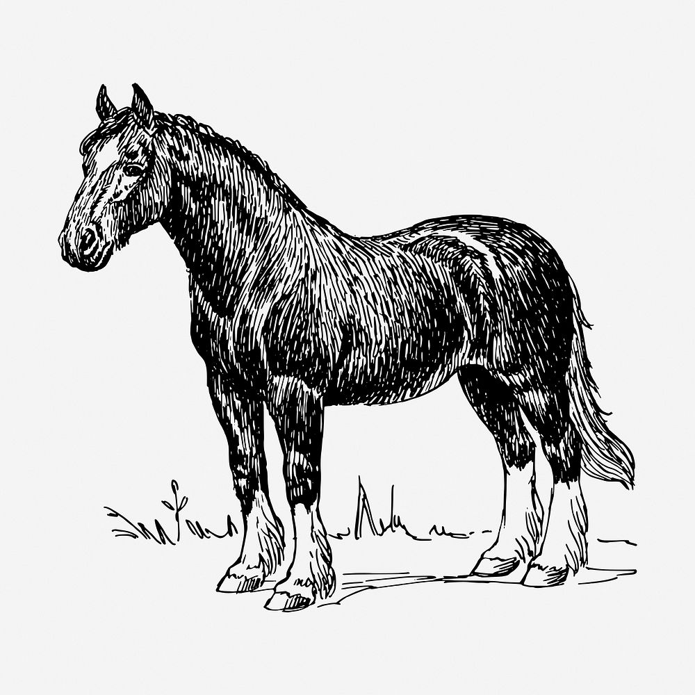Vintage horse, animal clipart. Free public domain CC0 graphic