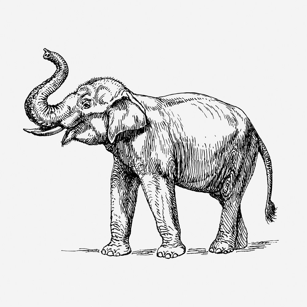 Elephant, vintage animal clipart. Free public domain CC0 graphic