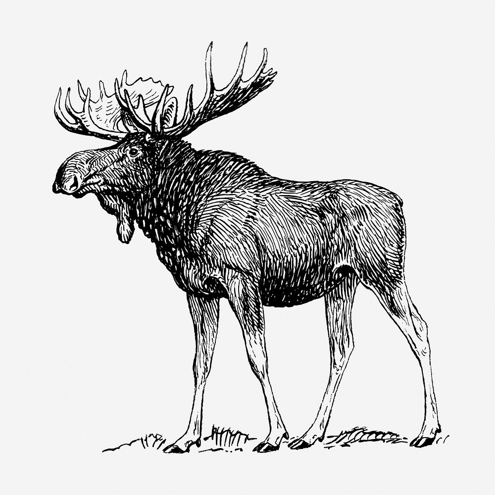 Vintage moose, animal illustration. Free public domain CC0 graphic