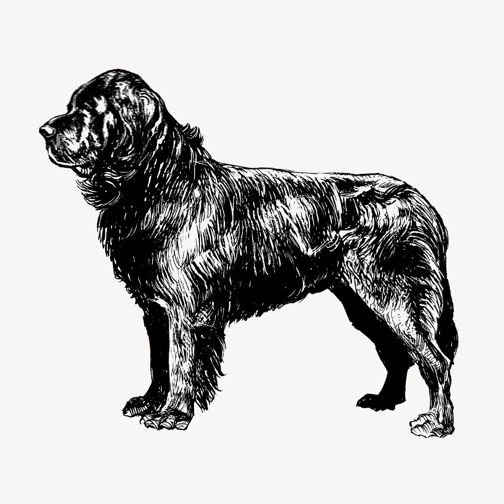 Vintage Newfoundland dog, animal illustration vector. Free public domain CC0 graphic
