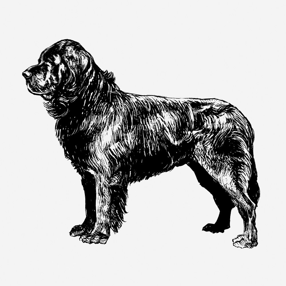 Newfoundland dog, vintage animal illustration. Free public domain CC0 graphic