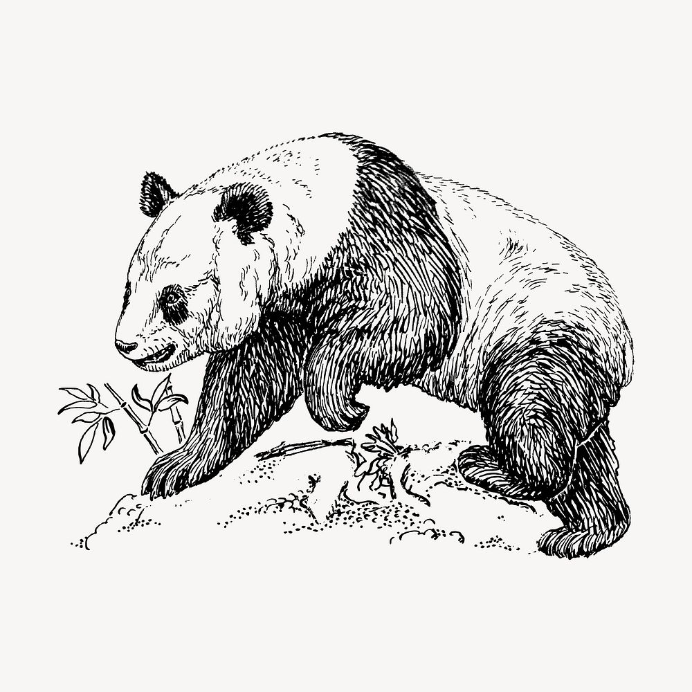 Panda illustration, animal clipart vector. Free public domain CC0 graphic