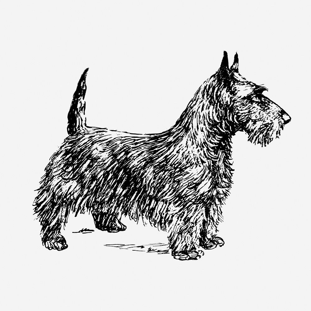 Scottish terrier, dog illustration. Free public domain CC0 graphic