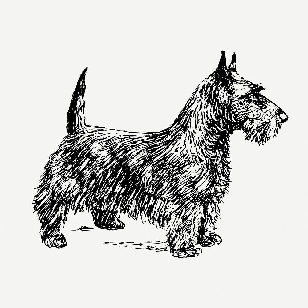 BW Scottish terrier dog illustration | Free PSD Illustration - rawpixel