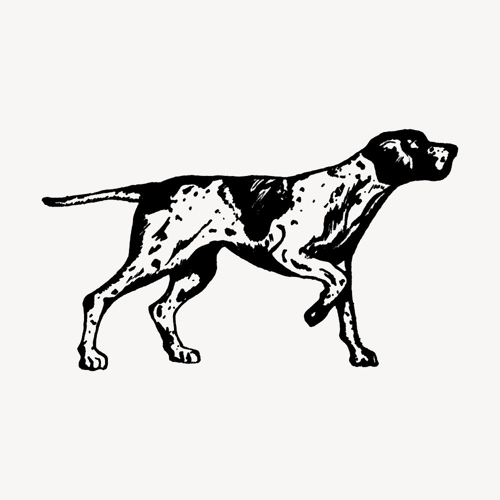 Vintage English pointer, dog illustration vector. Free public domain CC0 graphic
