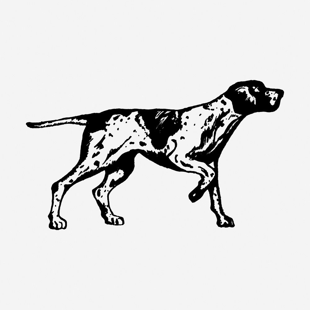 Vintage English pointer dog illustration. Free public domain CC0 graphic