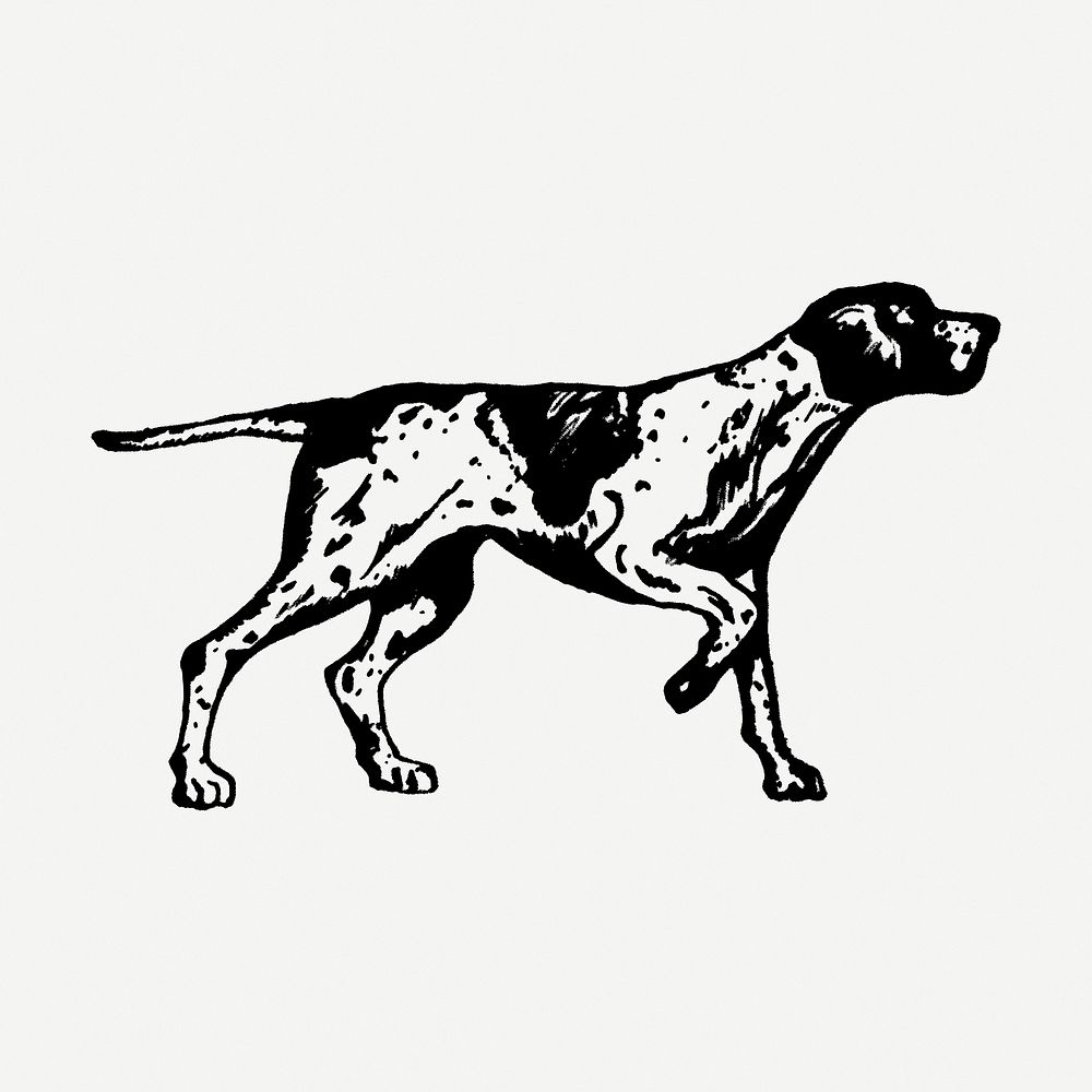 English pointer, dog illustration psd. Free public domain CC0 graphic