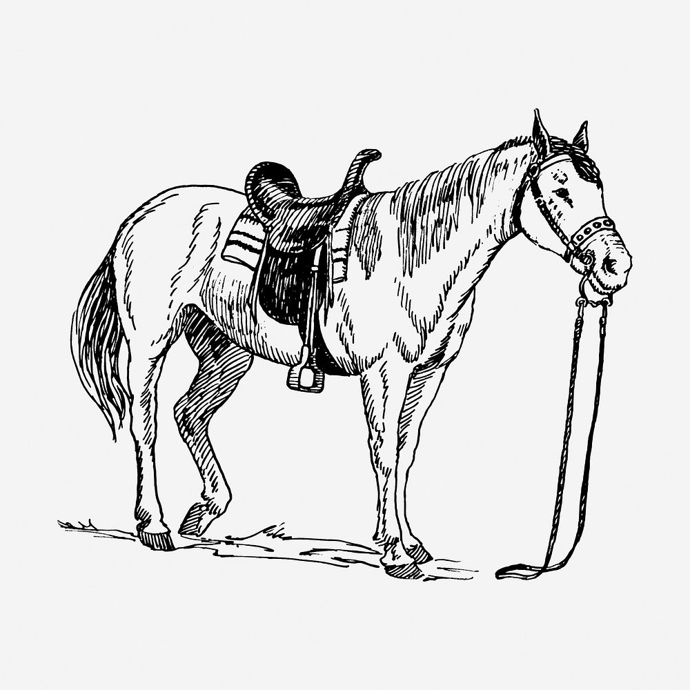 Vintage saddled horse, animal illustration. Free public domain CC0 graphic