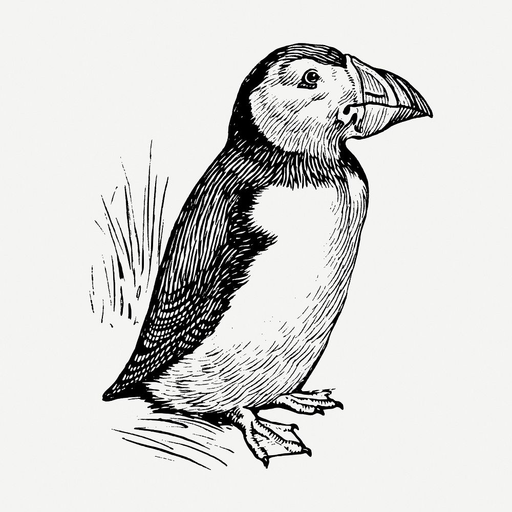 Puffin bird, black and white illustration psd. Free public domain CC0 graphic