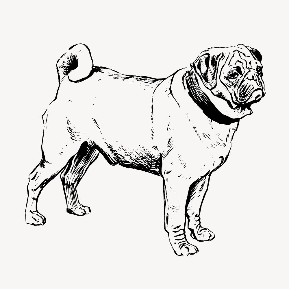 Pug dog, animal illustration vector. Free public domain CC0 graphic