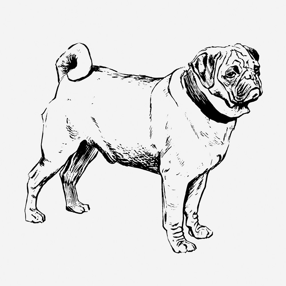 Vintage pug dog, animal illustration. Free public domain CC0 graphic