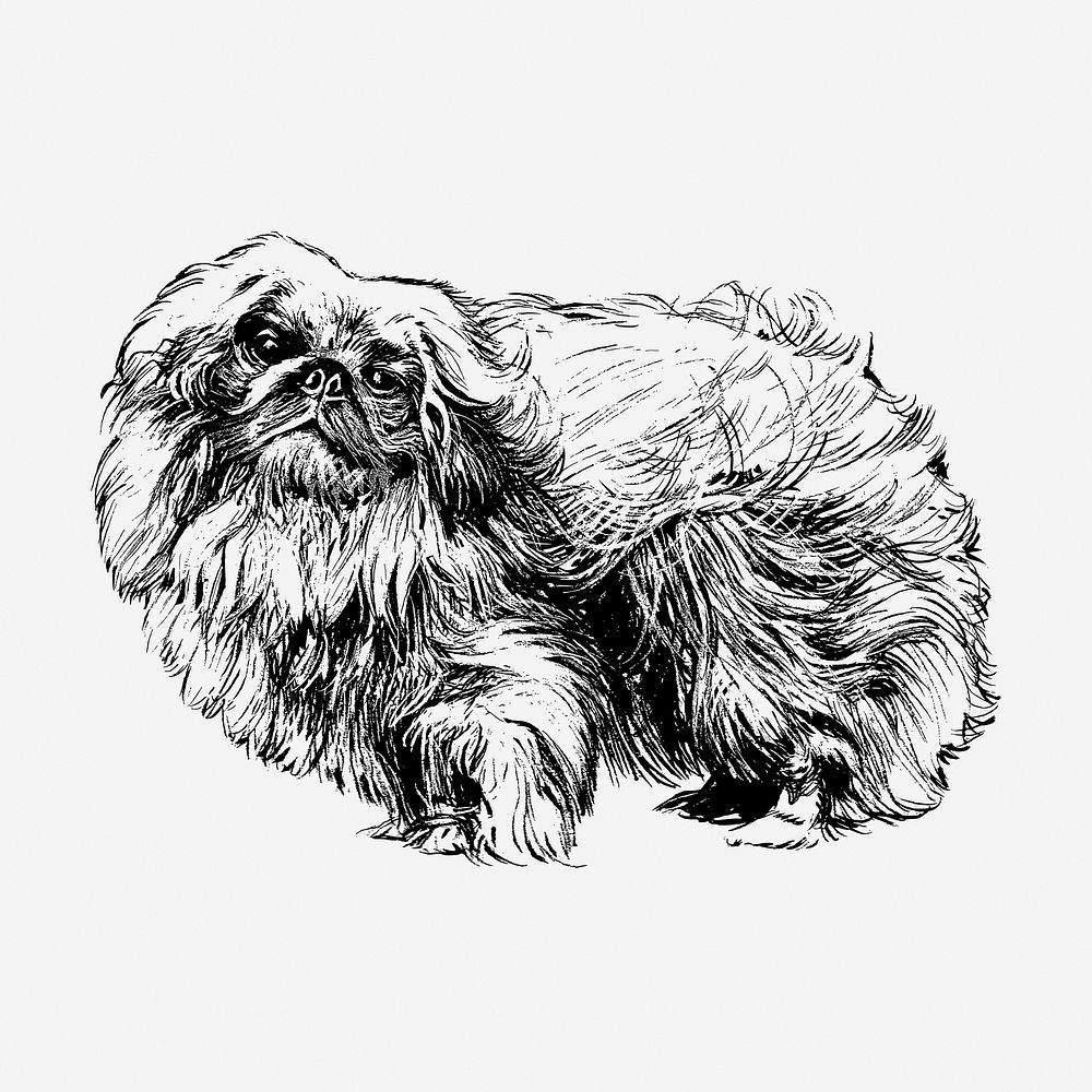 Pekingese dog, animal illustration. Free public domain CC0 graphic