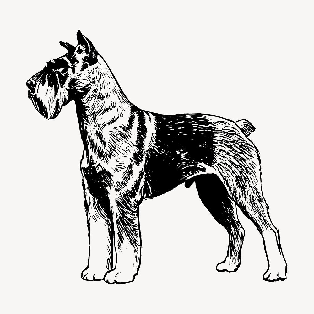 Schnauzer dog, animal illustration vector. Free public domain CC0 graphic