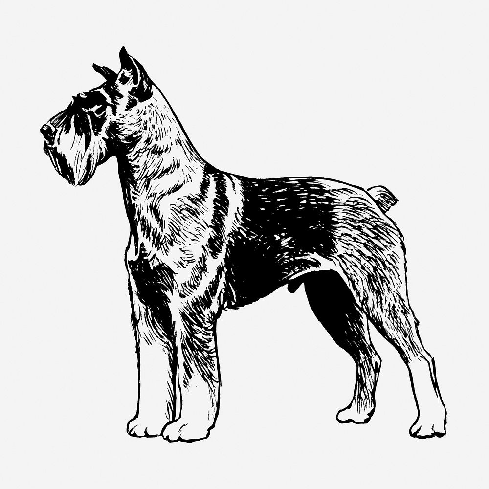 Vintage Schnauzer dog illustration. Free public domain CC0 graphic