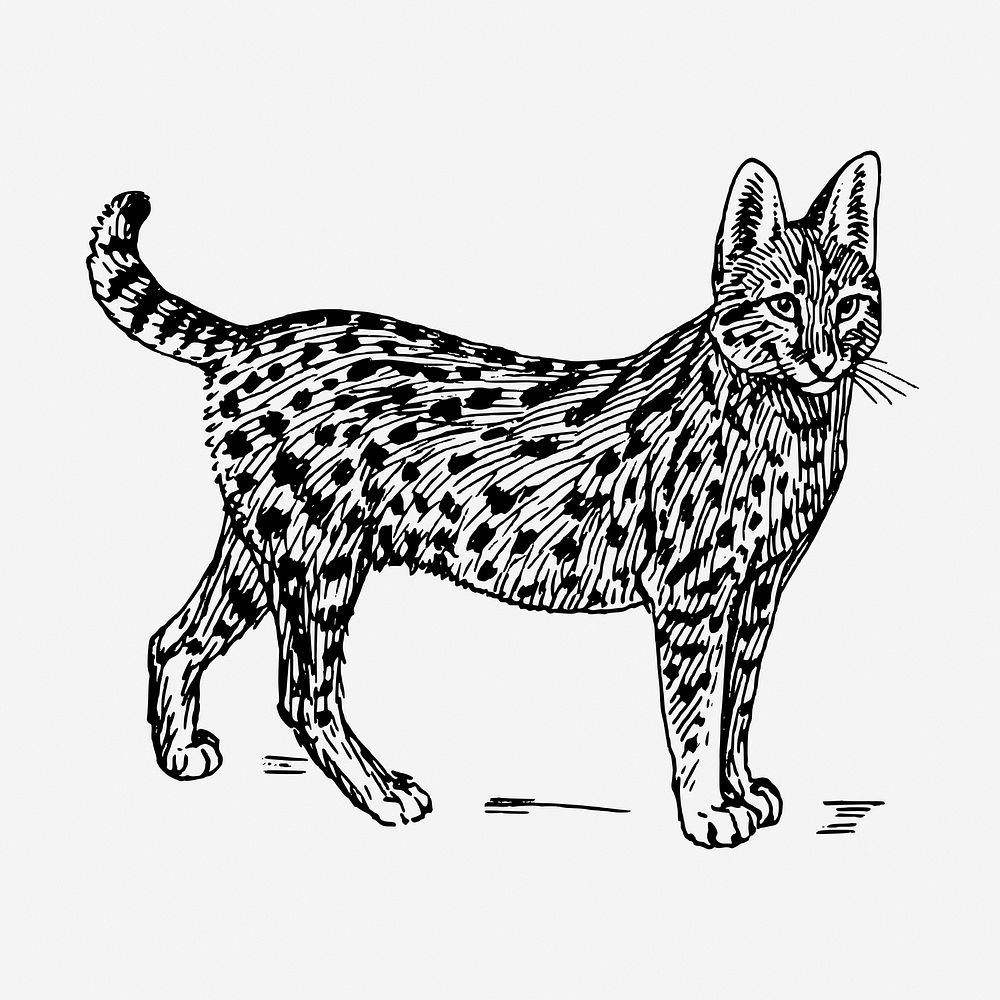 Serval, wild cat illustration. Free public domain CC0 graphic