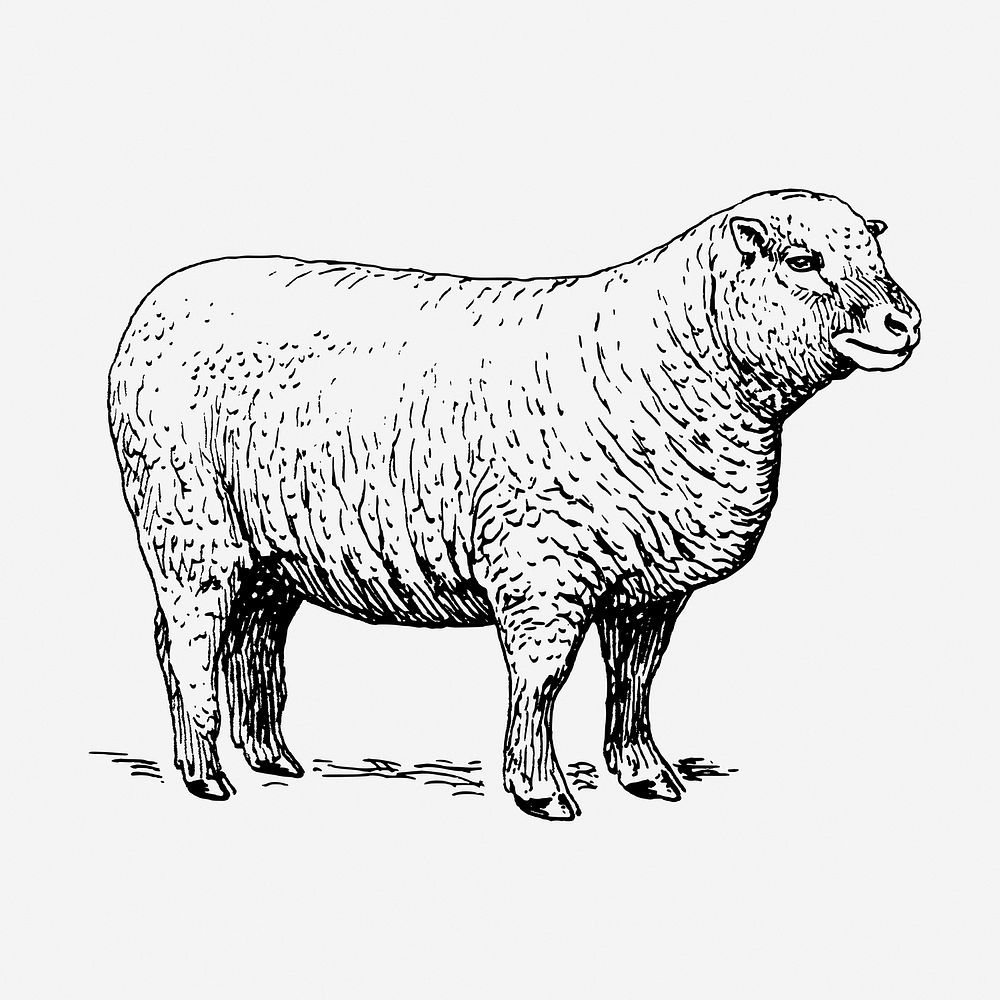 Sheep, farm animal illustration. Free public domain CC0 graphic