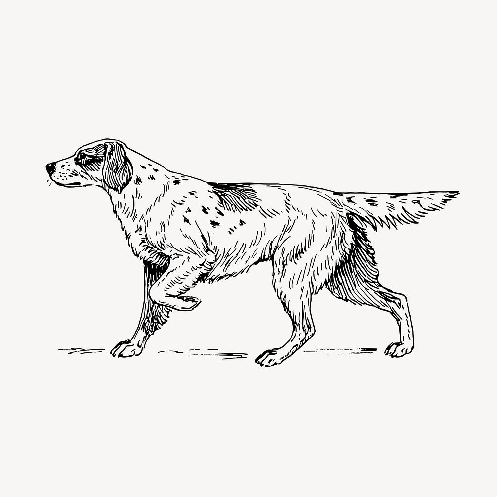 Setter dog clipart, pet vector. Free public domain CC0 graphic