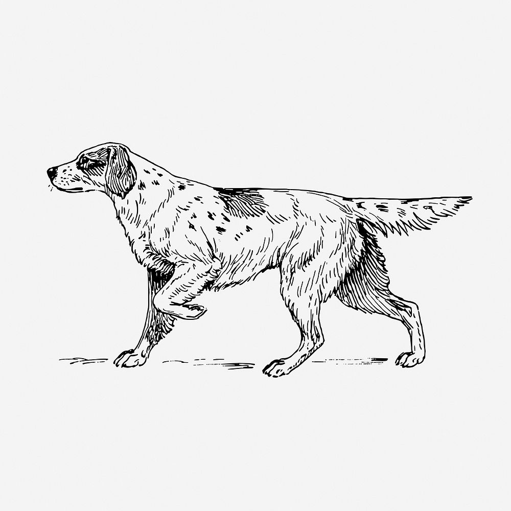 Setter dog illustration. Free public domain CC0 graphic