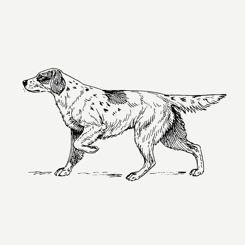 Vintage setter dog, animal illustration psd. Free public domain CC0 graphic