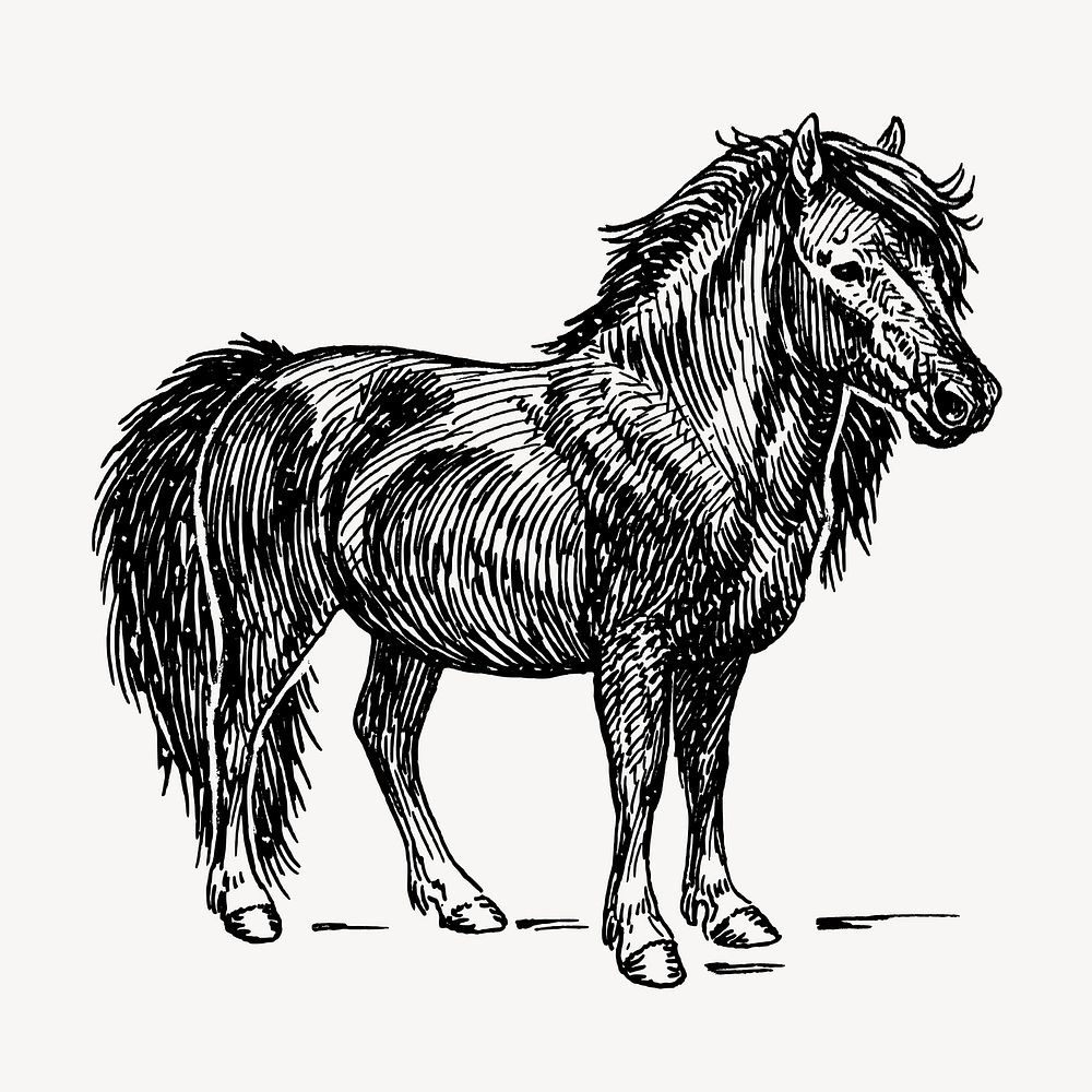 Vintage Shetland pony, animal clipart vector. Free public domain CC0 graphic