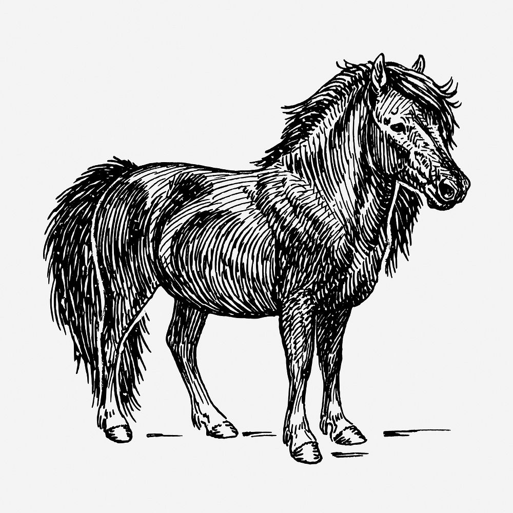 Shetland pony, vintage animal illustration. Free public domain CC0 graphic