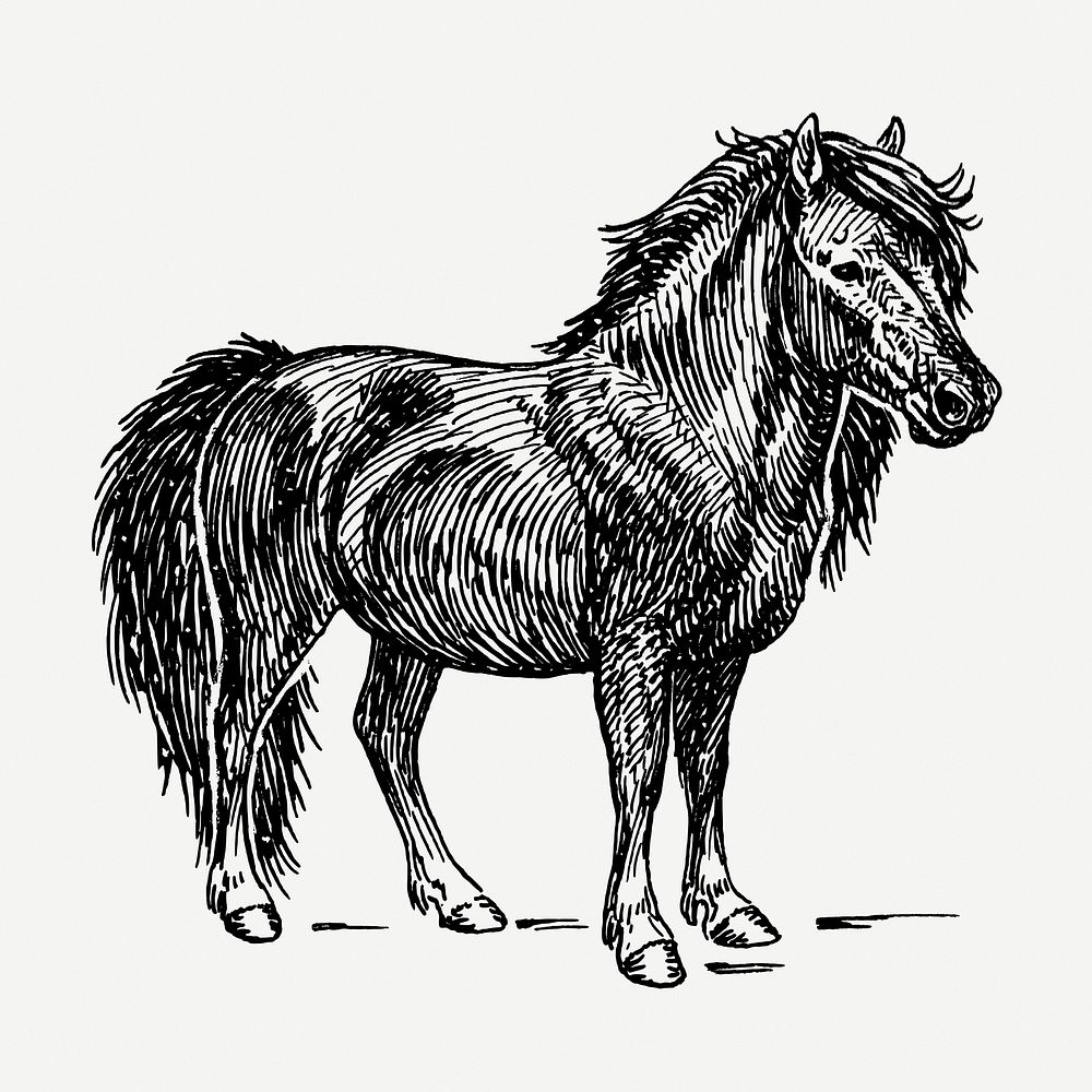 Shetland pony, animal illustration psd. Free public domain CC0 graphic
