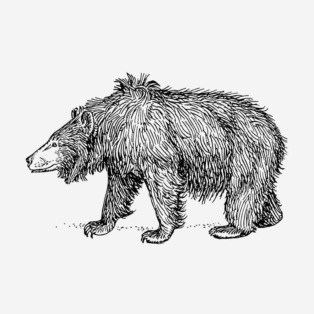 Sloth bear, animal illustration. Free public domain CC0 graphic