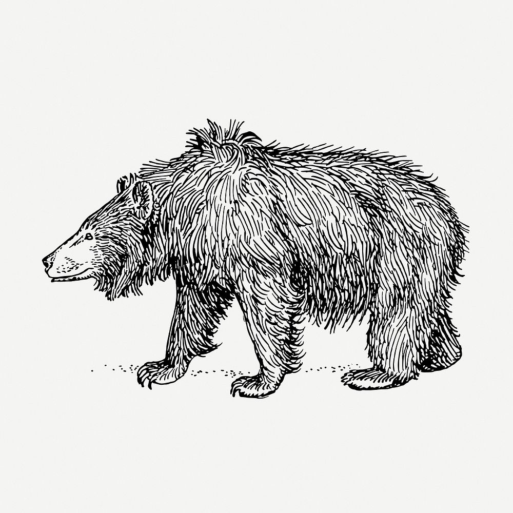 BW sloth bear, vintage wild animal clipart psd. Free public domain CC0 graphic