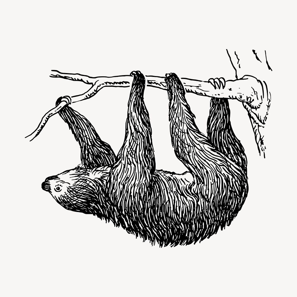 Vintage sloth, animal illustration vector. Free public domain CC0 graphic