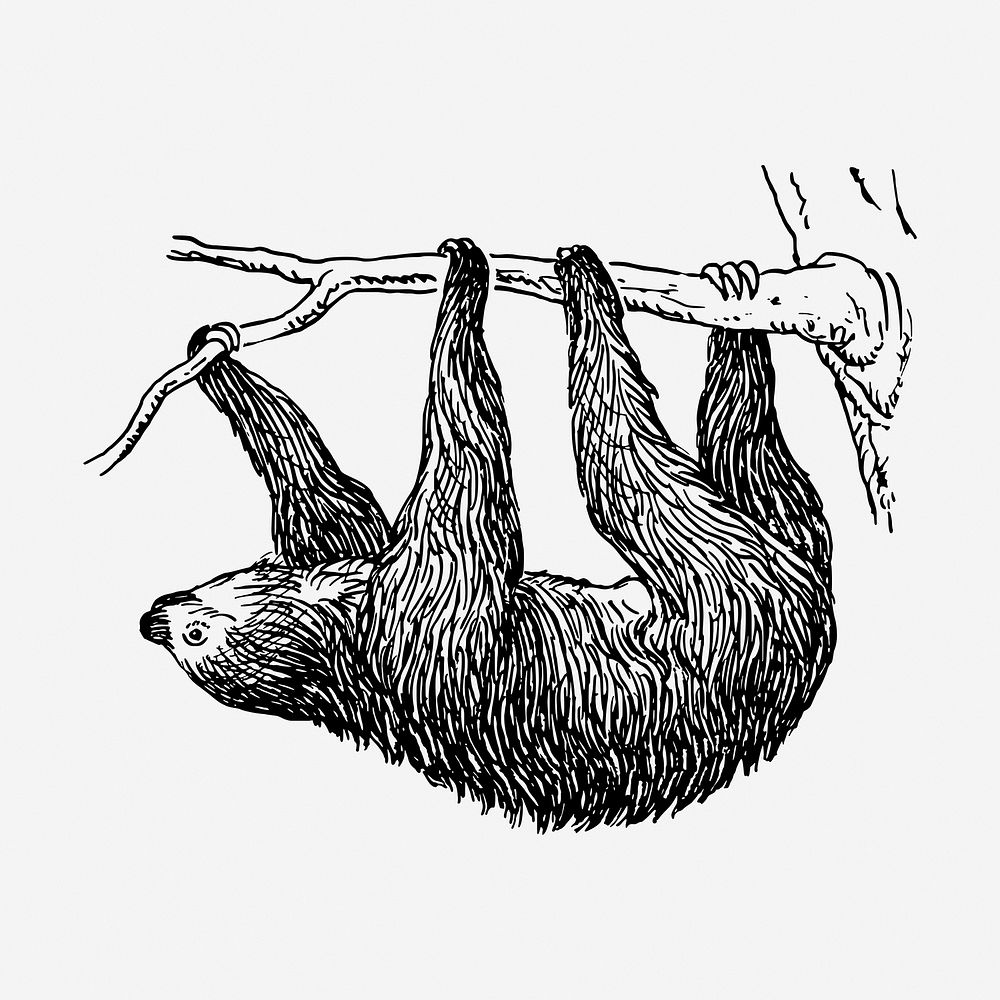 Sloth, animal illustration. Free public domain CC0 graphic