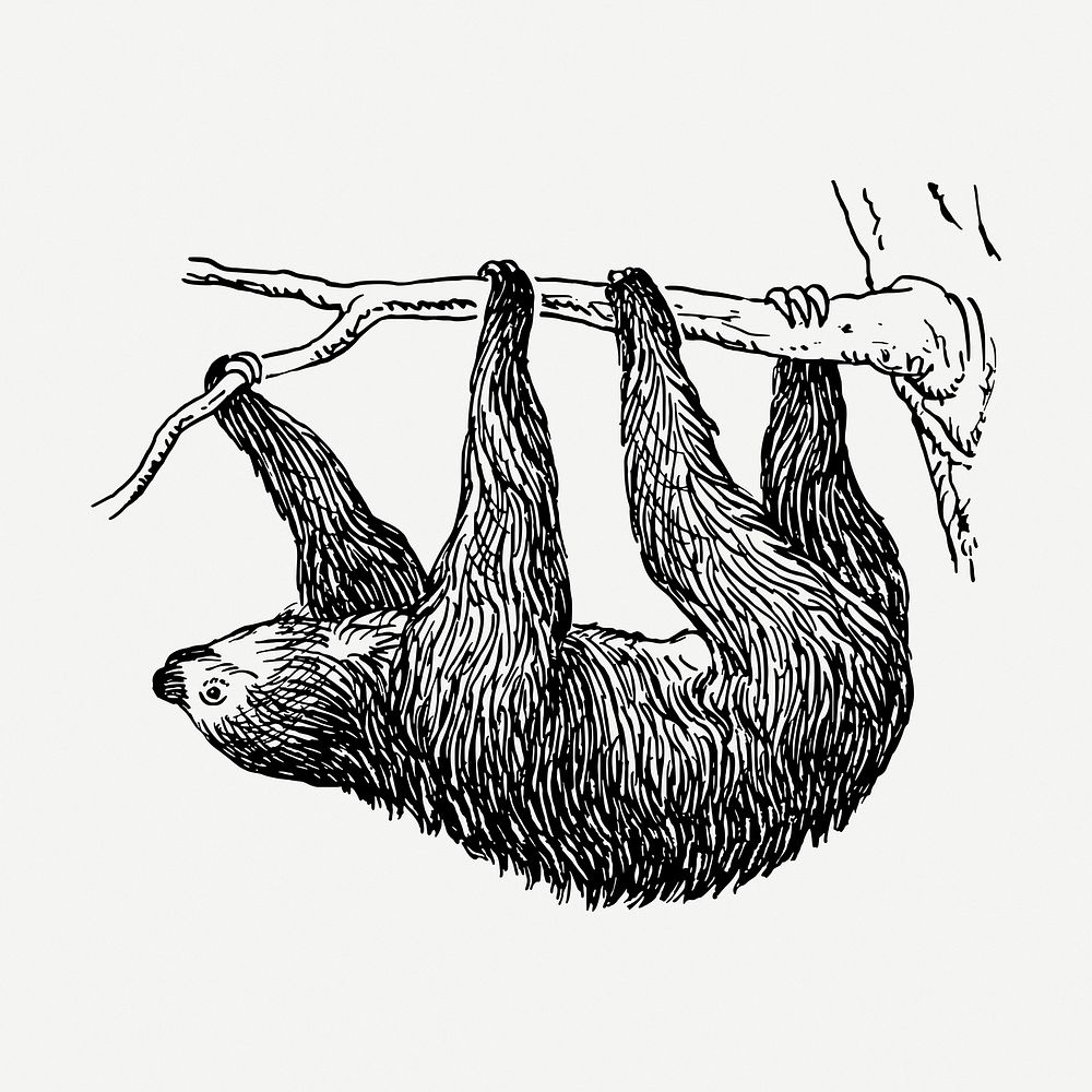 Sloth, animal clipart psd. Free public domain CC0 graphic