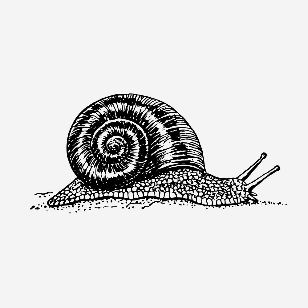 Snail, animal illustration. Free public domain CC0 graphic