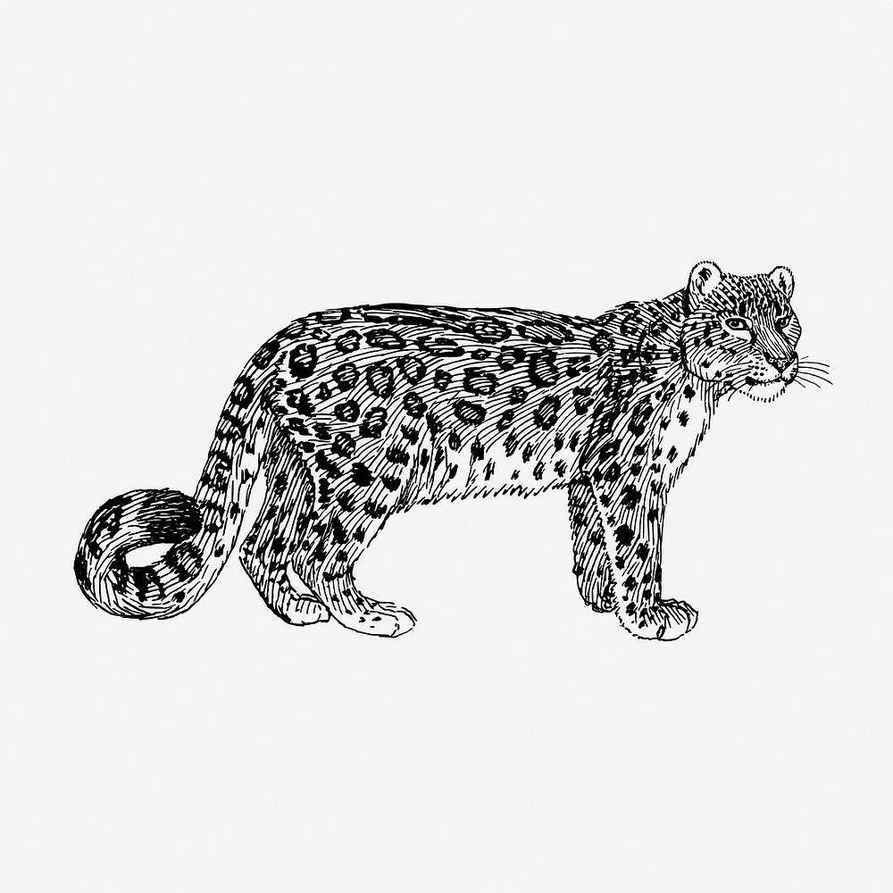 Snow leopard, vintage animal illustration. Free public domain CC0 graphic