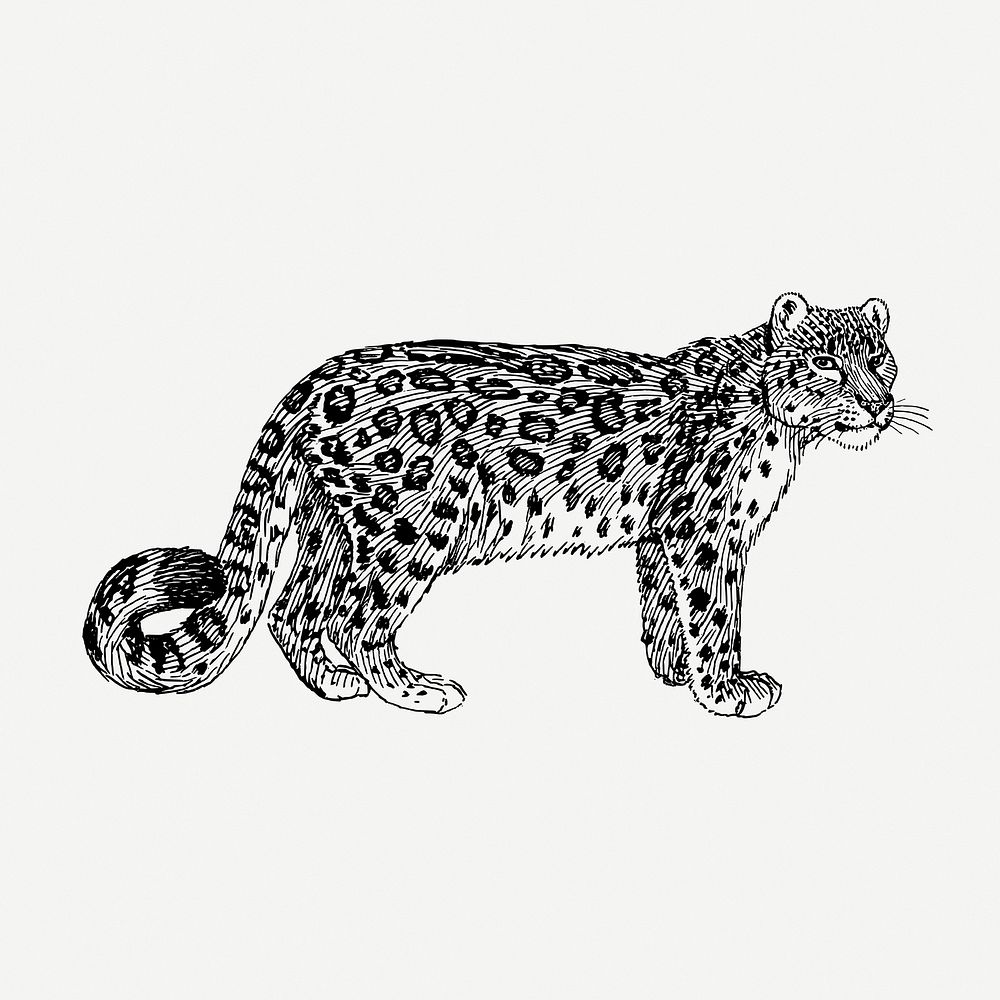 Snow leopard, animal clipart psd. Free public domain CC0 graphic