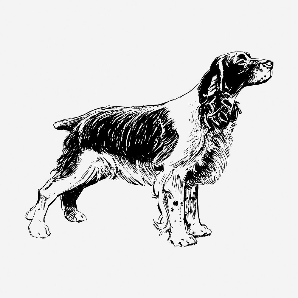Spaniel dog, vintage animal illustration. Free public domain CC0 graphic