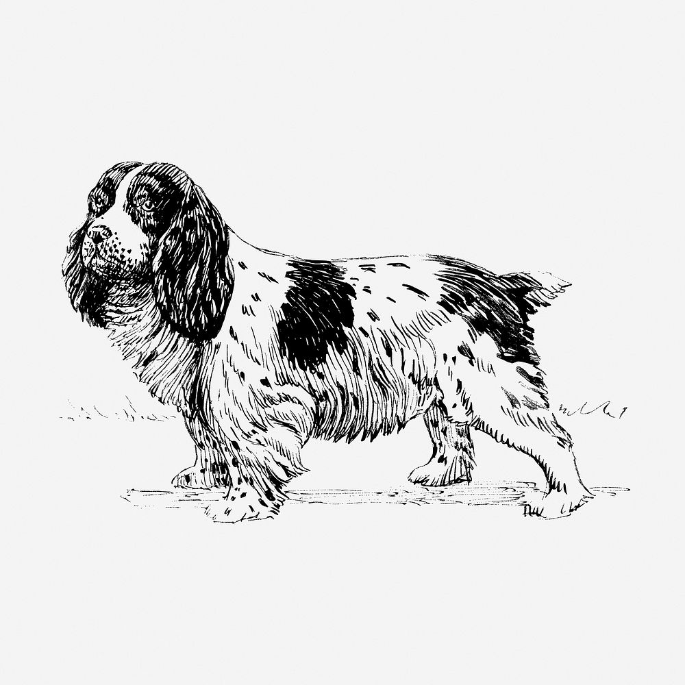 Vintage spaniel dog, animal illustration. Free public domain CC0 graphic