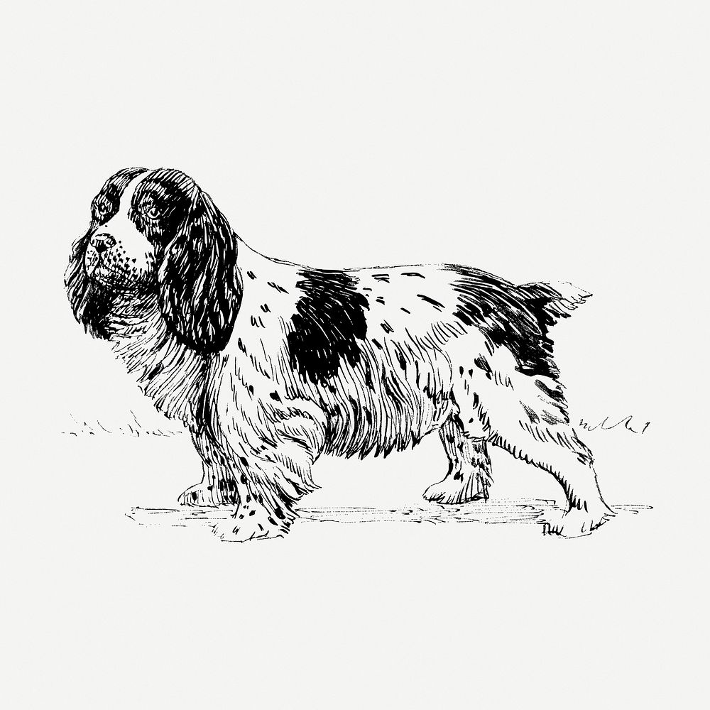 Vintage spaniel dog, animal clipart psd. Free public domain CC0 graphic