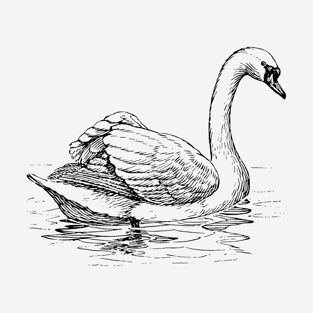 Mute swan, animal illustration. Free public domain CC0 graphic