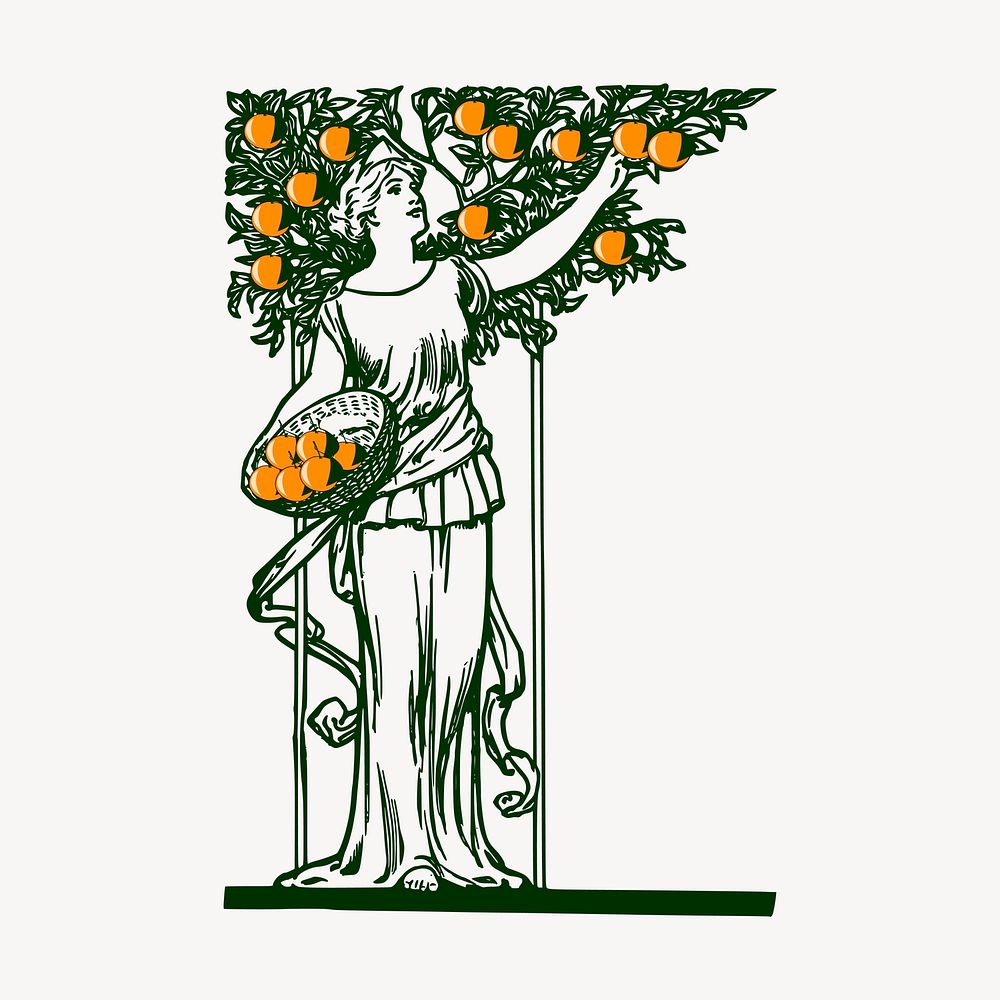 Woman picking oranges, vintage illustration vector. Free public domain CC0 graphic