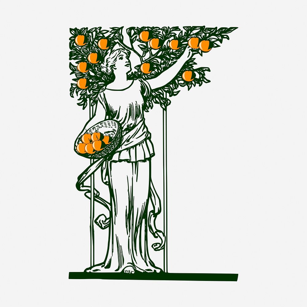 Woman picking oranges, vintage illustration. Free public domain CC0 graphic