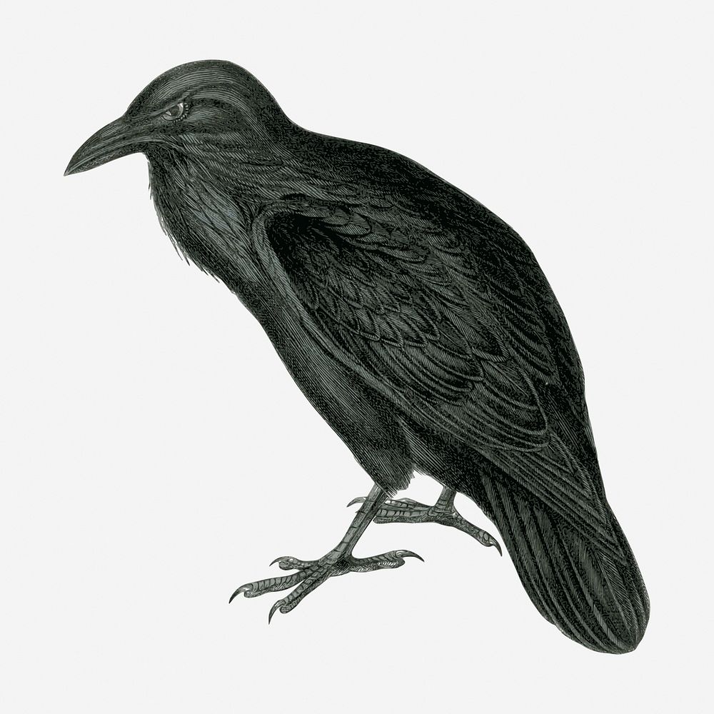 Vintage raven, animal illustration. Free public domain CC0 graphic