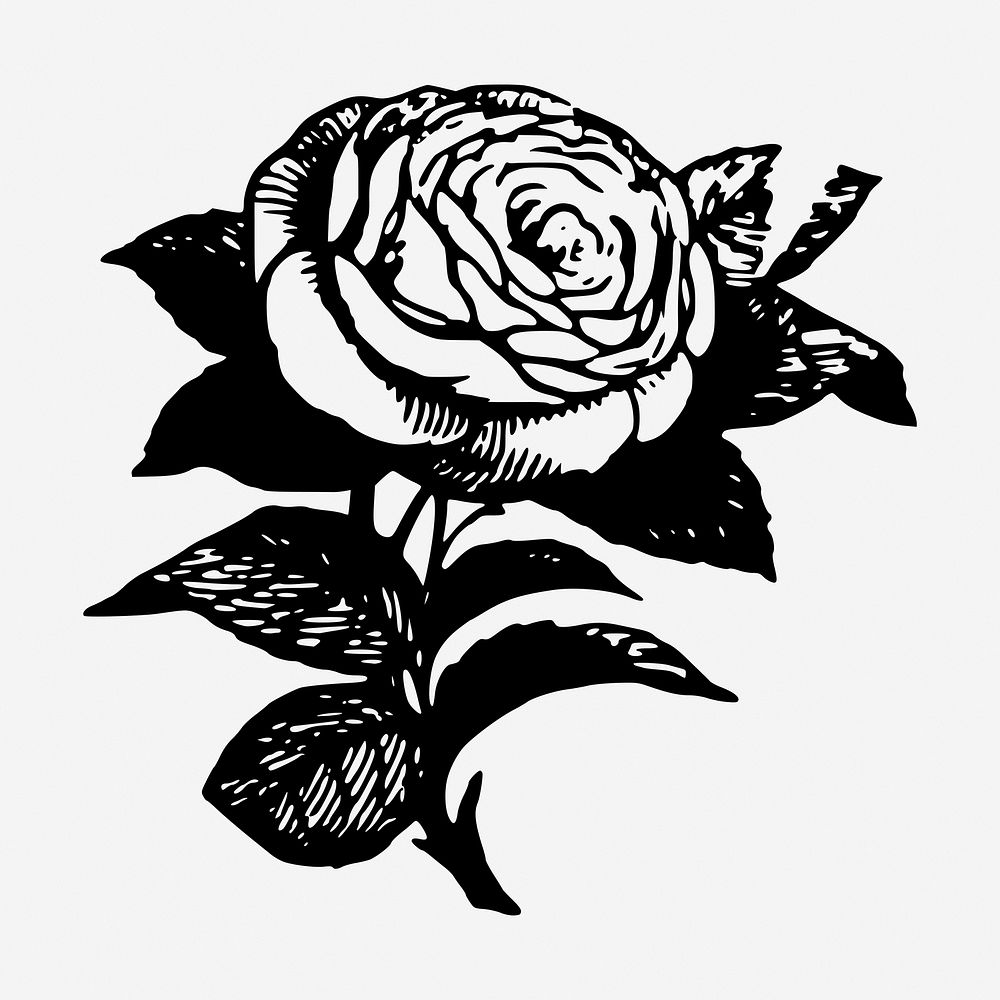 Rose flower, vintage botanical illustration. Free public domain CC0 graphic