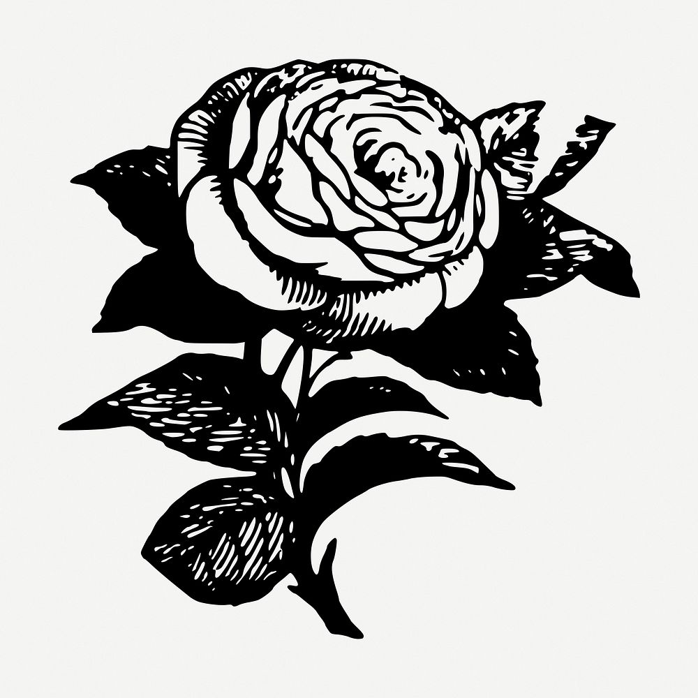 Rose flower sticker, vintage botanical illustration psd. Free public domain CC0 graphic