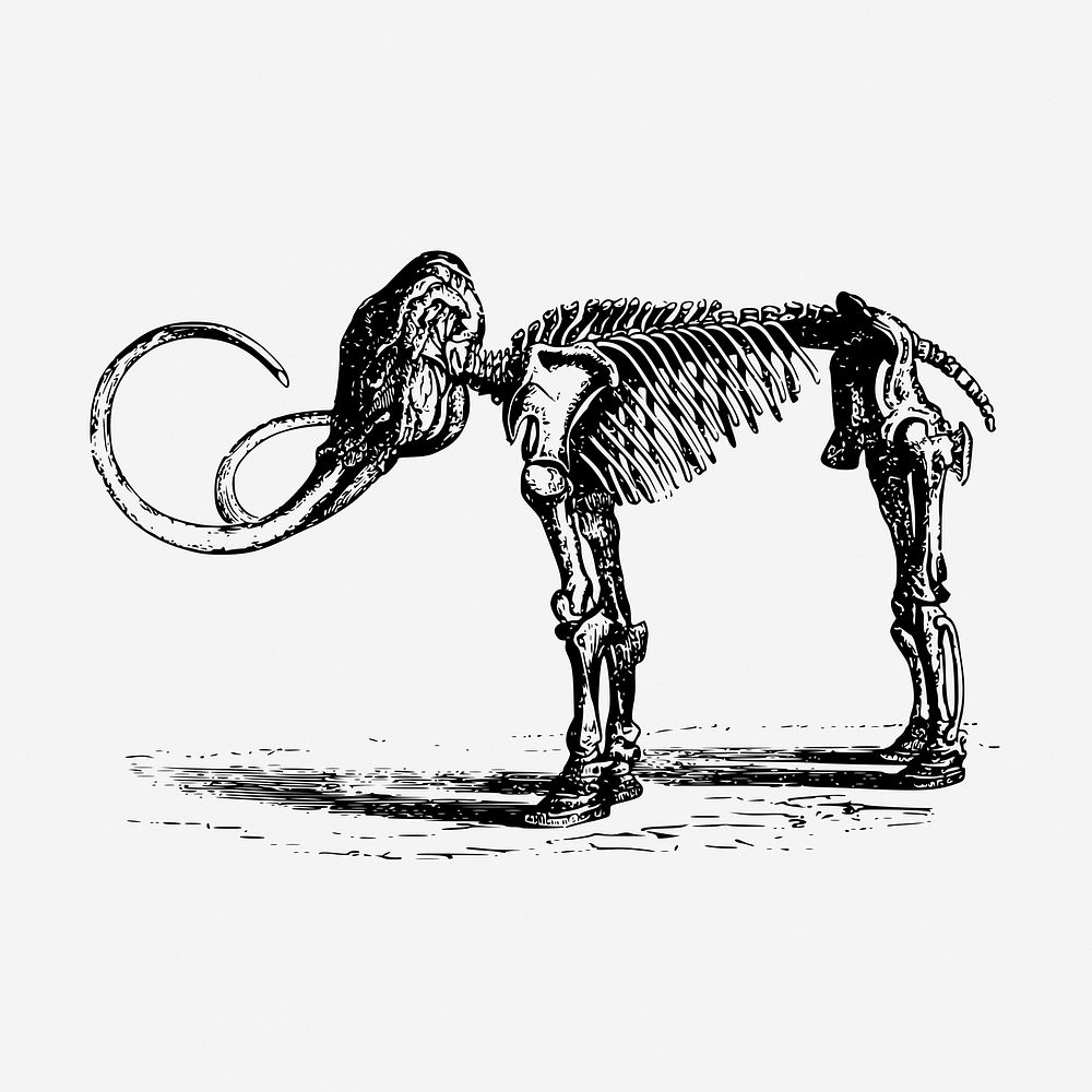 Mammoth fossil, extinct animal illustration. Free public domain CC0 graphic