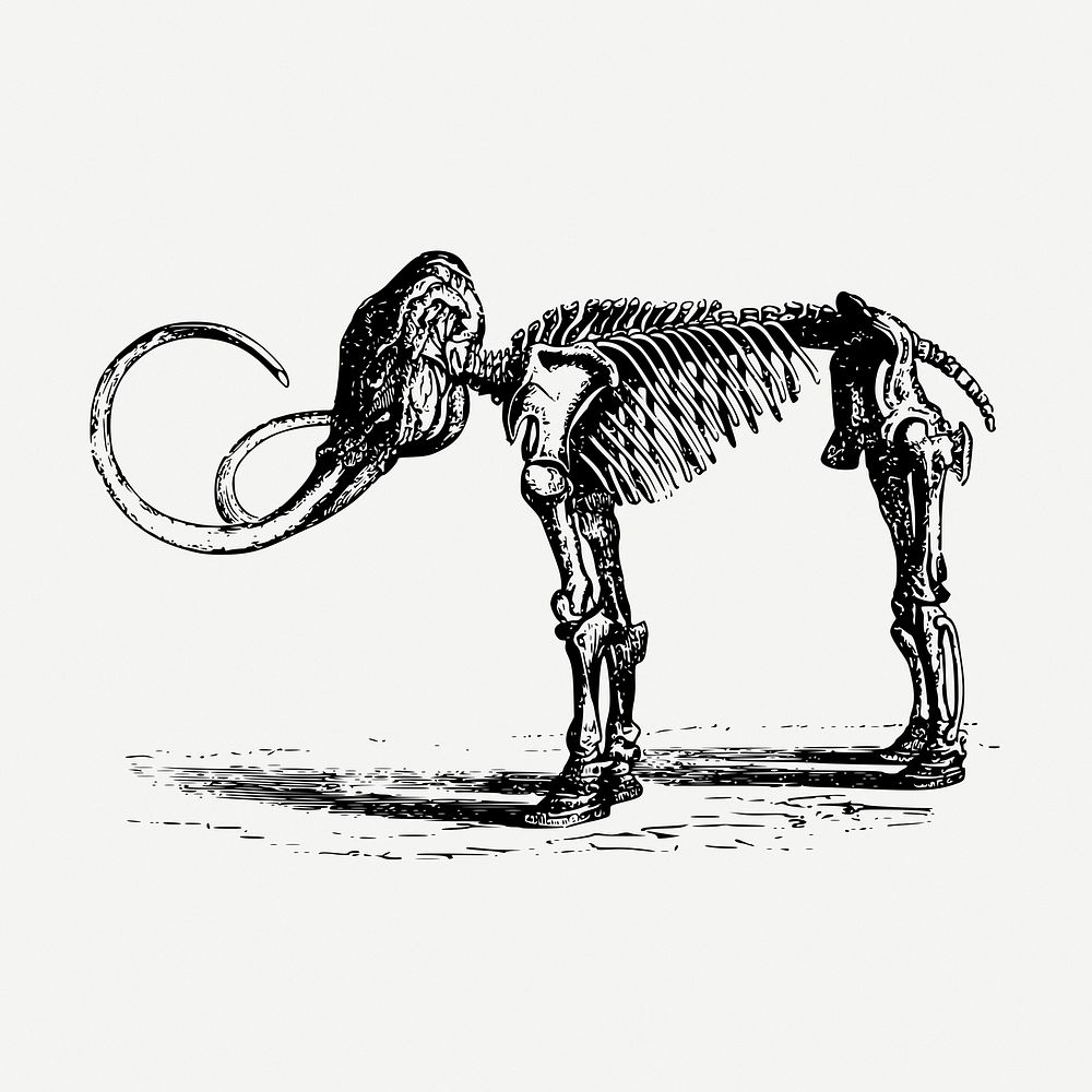 Mammoth fossil illustration, extinct animal psd. Free public domain CC0 graphic