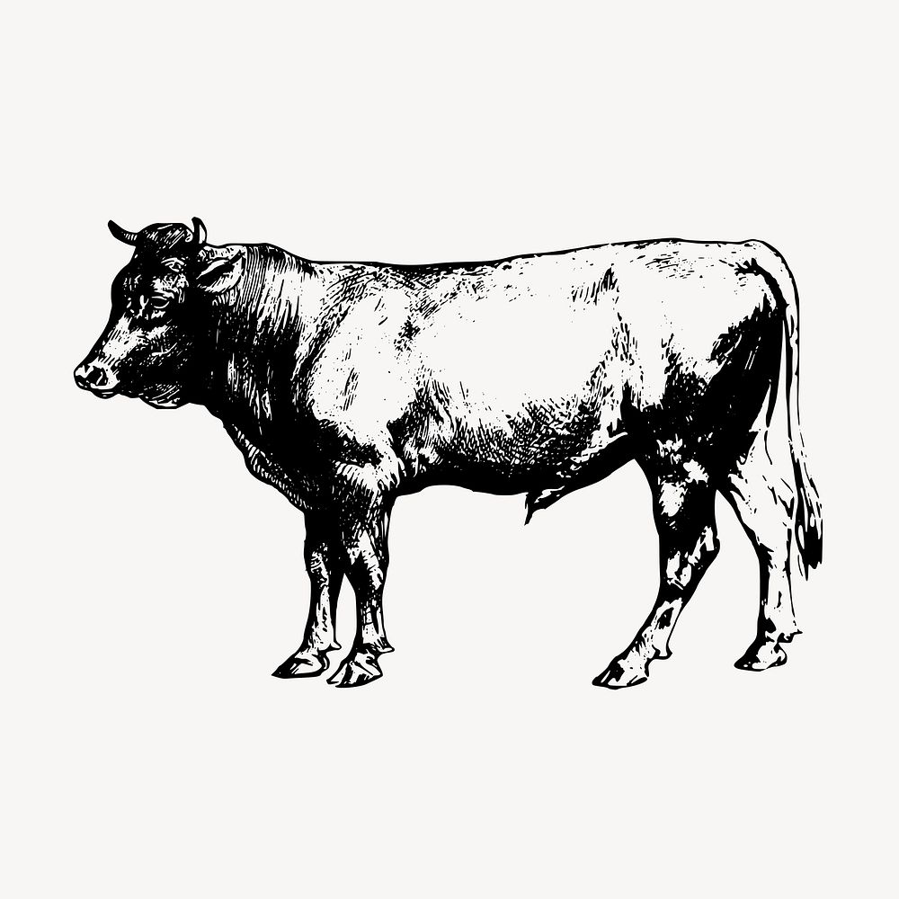 Vintage farm animal, bull illustration vector. Free public domain CC0 graphic