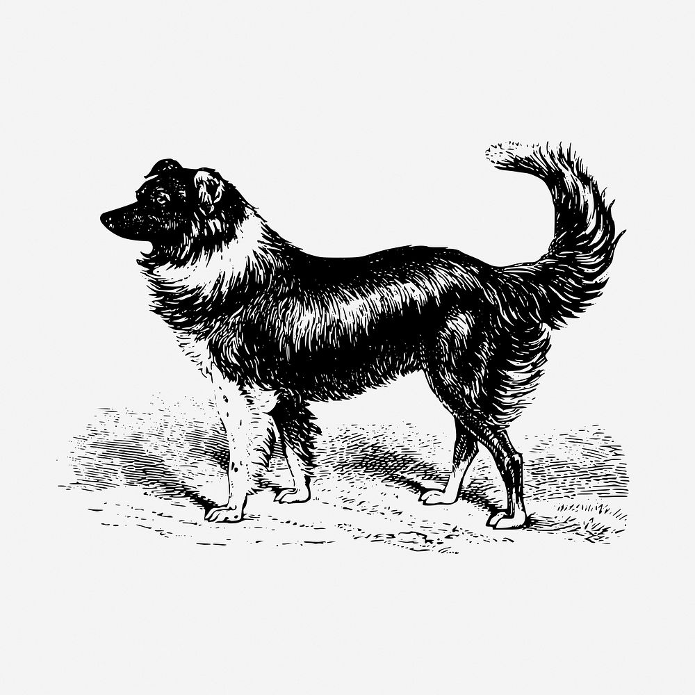 Vintage sheep dog, animal illustration. Free public domain CC0 graphic