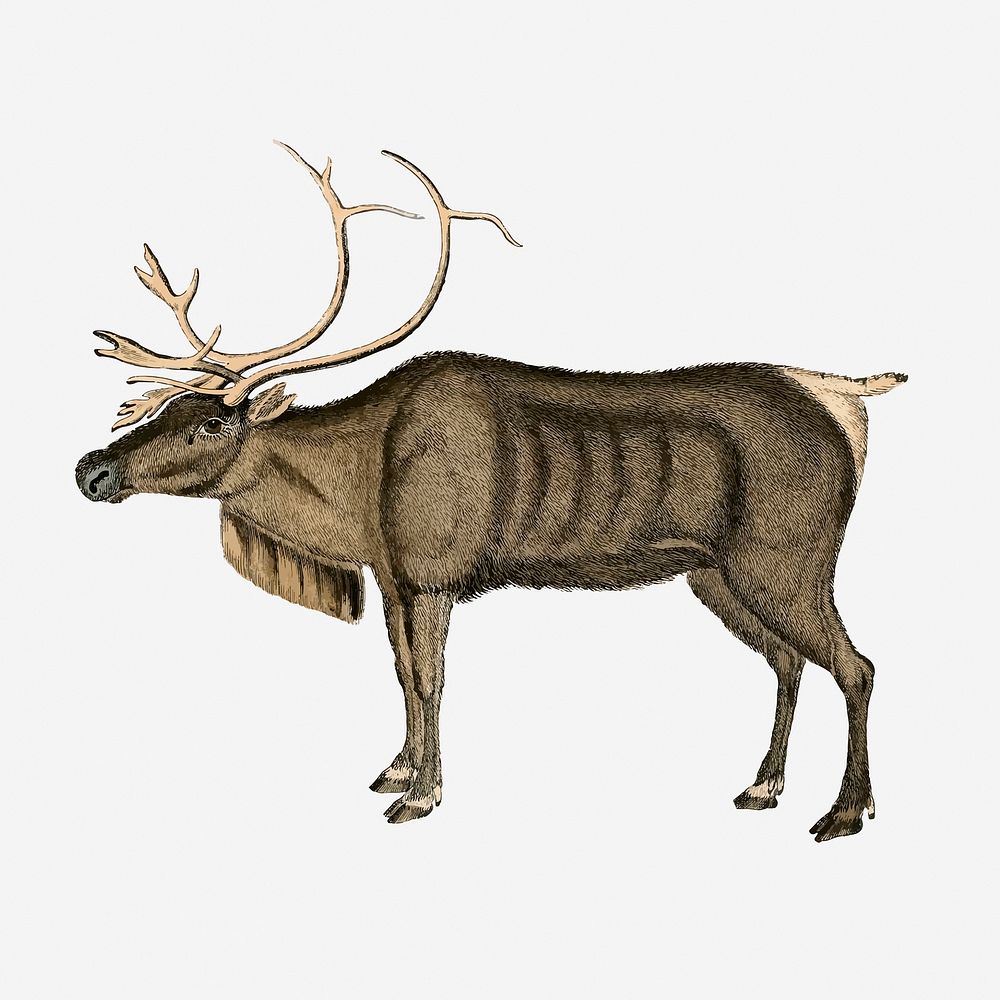 Reindeer, animal illustration. Free public domain CC0 graphic
