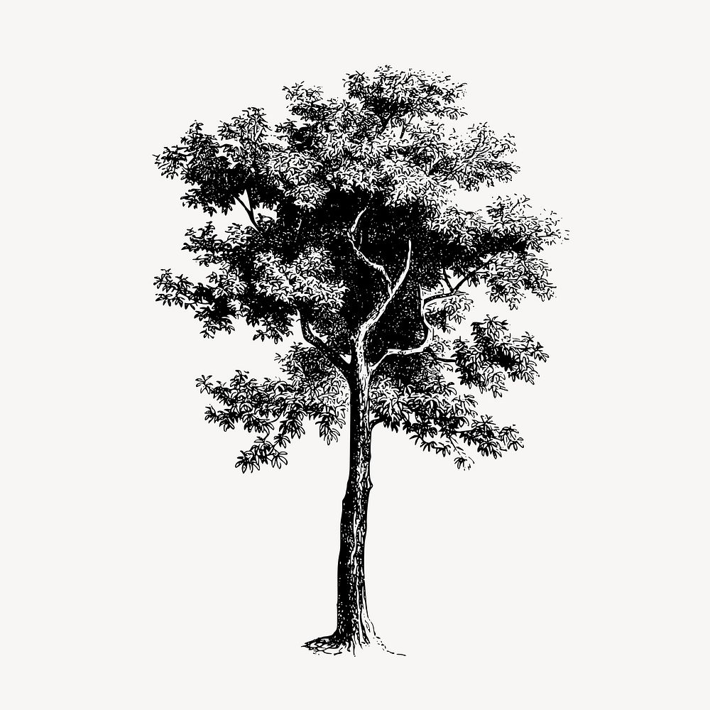 Hand drawn tree, botanical sticker vector. Free public domain CC0 graphic